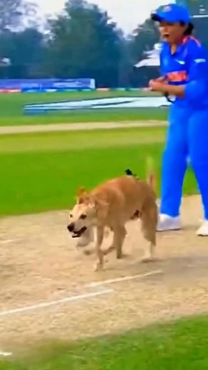 39K views · 53 reactions | Cricket moments 殺 | Cric lovers | Facebook