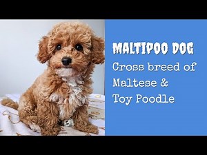 Maltipoo Dog - An Awesome Cross of Maltese and a Toy Miniature Poodle | Dog Lovers