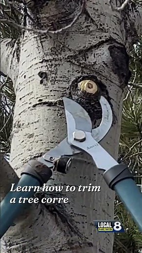 Learn how to trim a tree correctly
