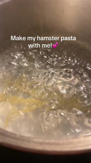 I made pasta to tuss today💕 #hamstertok #hamsterpasta #darfhamster #tuss