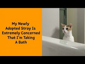 50 Heartwarming Adoption Stories That Prove Pets Really Choose Us 2/2