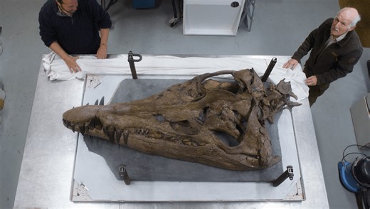 Exclusive: Giant Skull Of 150-Million-Year-Old "Sea Monster" Emerges From UK Cliffs