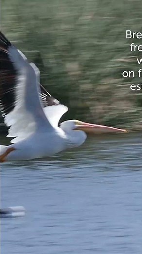 American White Pelican, Bird of the Week