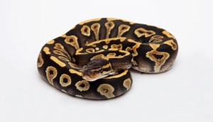 Ball Python Morphs (List with Pictures) - SnakeTracks.com