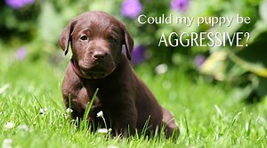 Aggressive Puppy - How To Recognize And Treat Puppy Aggression