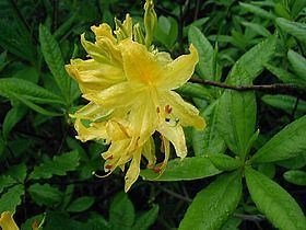 Fred Hamilton Rhododendron Garden - Alchetron, the free social encyclopedia