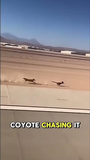 Wildlife sprint across runway shocks everyone on site 😳✈️