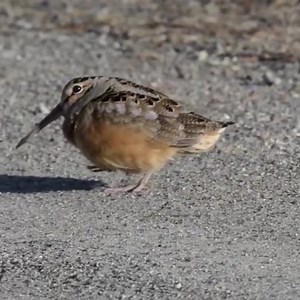 Dancing into the new year like…. 😆 🔊SOUND ON 🔊 #natureisawesome Footage by Keith Ramos / USFWS | Greenpeace UK