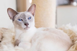 Lilac Point Siamese Cat: Info, Facts, Traits, Pictures & FAQs