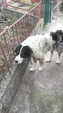 Once Forgotten and Afraid a Brave Dog Finds Healing Strength and The Comfort of Gentle Hands