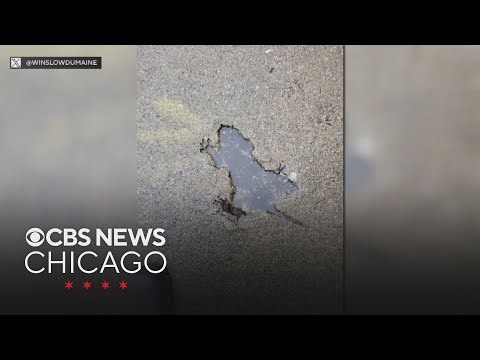 Chicago "rat hole" was probably actually made by squirrel, scientists say