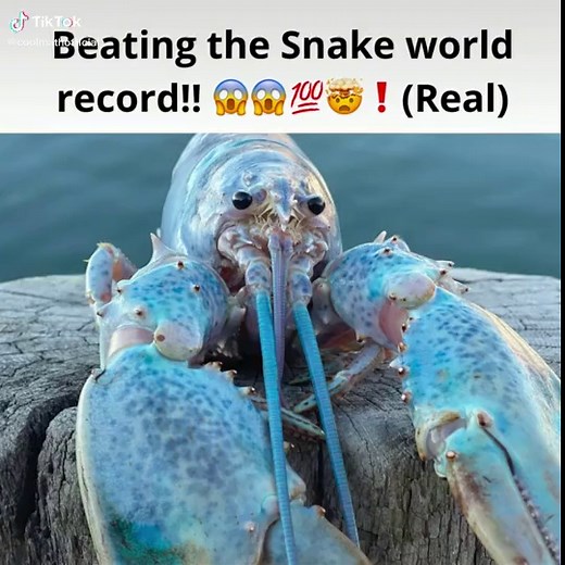 Cool Math Games Snake: Play the Classic Game Online for Free