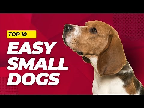 10 Easiest Small Dog Breeds to Care For (Perfect for First-Time Owners)