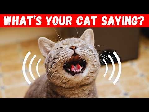 8 Different Meows and What They Mean