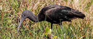 Glossy Ibis: Habitat, Diet, Rarity, Sounds, and More!