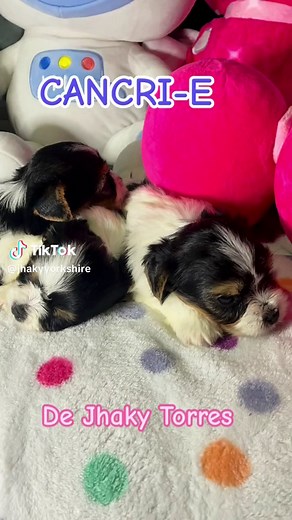 Cuentas recomendadas