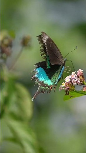 wild with me #wildlife #nature #butterfly #forest #jungle #insects #sony #sonyalpha #photography