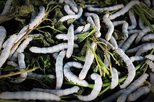 Life Cycle of a Silkworm: From Tiny Eggs to Silken Threads - Animal Hype