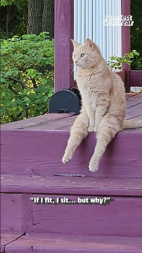 The FUNNIEST Cat Videos!