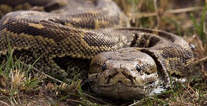 Woman Details Horror Story Of Being Strangled By Python For 2 Hours