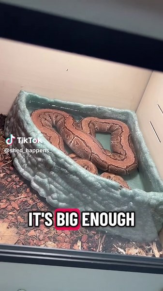 Peter!! #reptile #fyp #shedhappens #ballpython | ball python