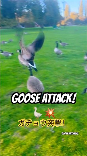 GOOSE ATTACK! 🪿💥 ガチョウ突撃！