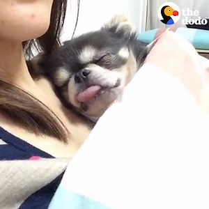 Senior dogs get overlooked in shelters all the time. But anyone who’s ever had one knows that senior dogs make the most loving, BEST pets in the whole world ❤️ | The Dodo