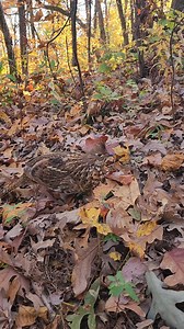 Meet the ruffed grouse! Ruffed grouse are the most widely distributed resident game bird in North America, found in 39 U.S. States and all Canadian provinces. In the Eastern U.S., their range extends from Maine down to the North Georgia mountains where they are found in high elevations and have a long history and importance to the hunters in the Blue Ridge region. These ground-nesting birds are slightly larger than a pigeon and will typically only fly short distances to safety after being flushe