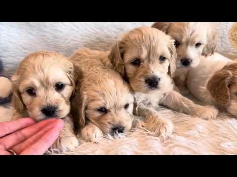 Cassie’s Cute Cockapoos