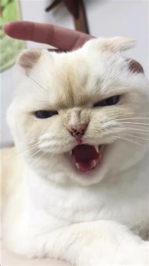 Funny Angry Cat 😾😂 You Won’t Believe This Reaction! #Shorts #Funny #AngryCat #CuteCat #Viral #Cat