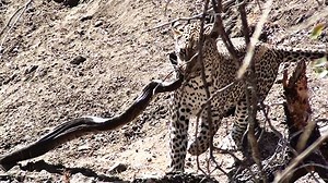 Leopard vs. Python