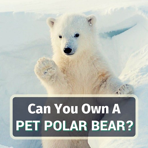 Can You Own A Polar Bear As A Pet? 8 Things You Should Know!