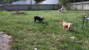 Mini Borders: What you need to know about Miniature Border Collies - BorderCollieHealth