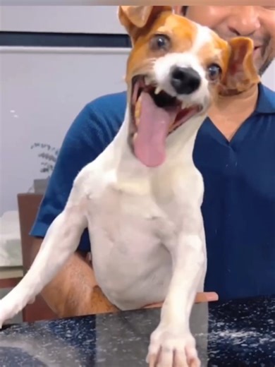 Why Is This Dog Smiling So Cute?