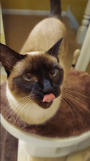 Siamese Cats Meowing for 29 Seconds