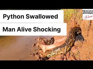Giant Python Eats Man Alive And Locals Capture The Remains On Camera Watch Till End Shocking Video