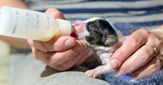 How much should newborn puppies eat? Follow this feeding guide