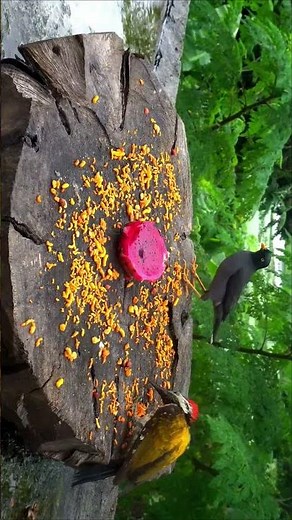 best birds videos for cats to watch