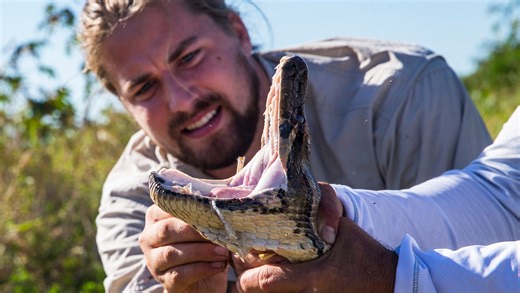 Python Q&A: What defense mechanisms will the invasive snake use to fend off humans?