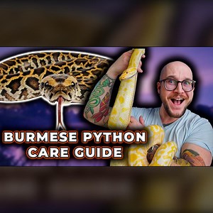 The BETTER BALL PYTHON! Burmese Python Care Guide 2024 | Wickens Wicked Reptiles