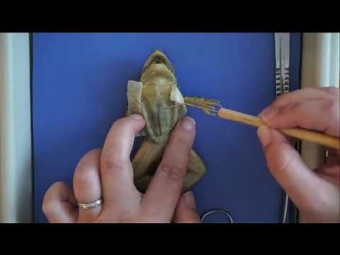 Frog Dissection