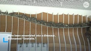 Massive and ancient dinosaur bones to go on display with a unique feature