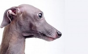 Italian Greyhound Dog Breed Information: Facts, Traits, Pictures & More