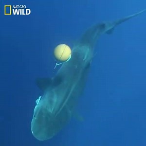 4.1K views · 68 reactions | Die meisten Haiunfälle beim Schwimmen gehen auf den Tigerhai zurück. Kein Wunder: Als Spitzenprädator kann der über 4m lange Räuber nahezu alles verschlingen, was ihm vor die Flossen schwimmt. HAI LIFE auf NAT GEO WILD, täglich um 17:00 und 21:50 | National Geographic | Facebook