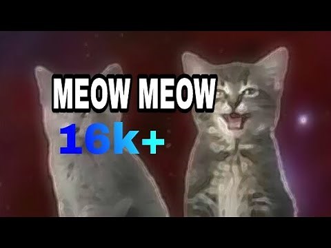 CAT SONG MEOW MEOW 😺😺😺