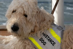 The Best Service Dog Harness or Vest (For Every Use)