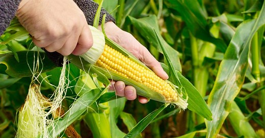 GMO Pros and Cons, Backed by Evidence