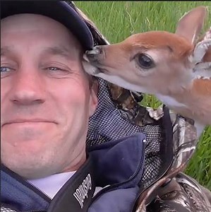 224K views · 10K reactions | An injured baby deer can't keep up with its family - the mother then makes a decision, that changes the baby's life forever. Feel free to pass this on to honor those who cares for animals ❤ | We Love Animals | Facebook