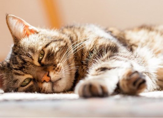 6 Reasons Why Your Cat Is Not Eating and What To Do
