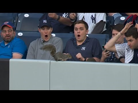 Bloopers and funniest moments in MLB during the 2023 season! 🤣